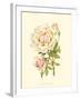 Victorian Rose III-P^ Seguin-Bertault-Framed Art Print