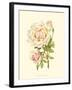 Victorian Rose III-P^ Seguin-Bertault-Framed Art Print