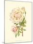 Victorian Rose III-P^ Seguin-Bertault-Mounted Art Print