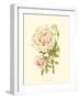 Victorian Rose III-P^ Seguin-Bertault-Framed Art Print