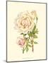 Victorian Rose III-P^ Seguin-Bertault-Mounted Art Print