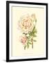 Victorian Rose III-P^ Seguin-Bertault-Framed Art Print