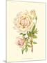 Victorian Rose III-P^ Seguin-Bertault-Mounted Art Print