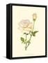 Victorian Rose IV-P^ Seguin-Bertault-Framed Stretched Canvas