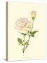 Victorian Rose IV-P^ Seguin-Bertault-Stretched Canvas