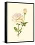 Victorian Rose IV-P^ Seguin-Bertault-Framed Stretched Canvas