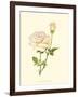 Victorian Rose IV-P^ Seguin-Bertault-Framed Art Print