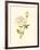 Victorian Rose IV-P^ Seguin-Bertault-Framed Art Print