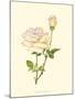 Victorian Rose IV-P^ Seguin-Bertault-Mounted Art Print