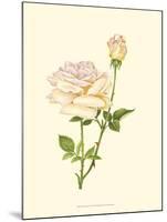 Victorian Rose IV-P^ Seguin-Bertault-Mounted Art Print