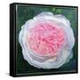 Victorian Rose-William Ireland-Framed Stretched Canvas
