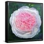 Victorian Rose-William Ireland-Framed Stretched Canvas