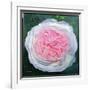 Victorian Rose-William Ireland-Framed Giclee Print