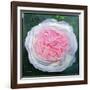 Victorian Rose-William Ireland-Framed Giclee Print