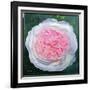 Victorian Rose-William Ireland-Framed Giclee Print