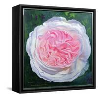 Victorian Rose-William Ireland-Framed Stretched Canvas