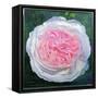 Victorian Rose-William Ireland-Framed Stretched Canvas