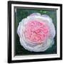 Victorian Rose-William Ireland-Framed Giclee Print