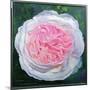 Victorian Rose-William Ireland-Mounted Giclee Print