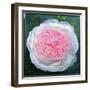 Victorian Rose-William Ireland-Framed Giclee Print