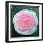 Victorian Rose-William Ireland-Framed Giclee Print