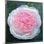 Victorian Rose-William Ireland-Mounted Giclee Print