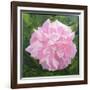 Victorian Rose-William Ireland-Framed Giclee Print