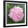 Victorian Rose-William Ireland-Framed Giclee Print