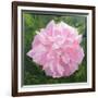 Victorian Rose-William Ireland-Framed Giclee Print