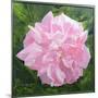 Victorian Rose-William Ireland-Mounted Giclee Print