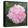 Victorian Rose-William Ireland-Framed Stretched Canvas