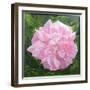 Victorian Rose-William Ireland-Framed Giclee Print