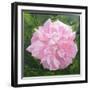 Victorian Rose-William Ireland-Framed Giclee Print