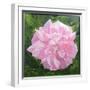 Victorian Rose-William Ireland-Framed Giclee Print