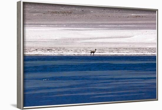 Vicugna in the Atacama Desert, Chile and Bolivia-Françoise Gaujour-Framed Photographic Print