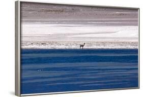 Vicugna in the Atacama Desert, Chile and Bolivia-Françoise Gaujour-Framed Photographic Print