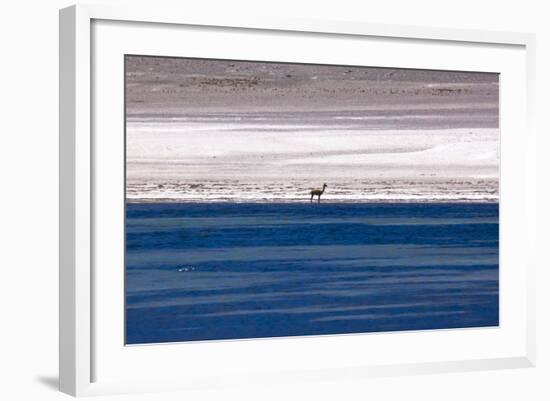 Vicugna in the Atacama Desert, Chile and Bolivia-Françoise Gaujour-Framed Photographic Print