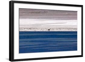 Vicugna in the Atacama Desert, Chile and Bolivia-Françoise Gaujour-Framed Photographic Print