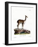 Vicugna-null-Framed Giclee Print