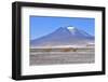 Vicuna, five running across salt flat, Salar de Ascotan, Chile-Daniel Heuclin-Framed Photographic Print