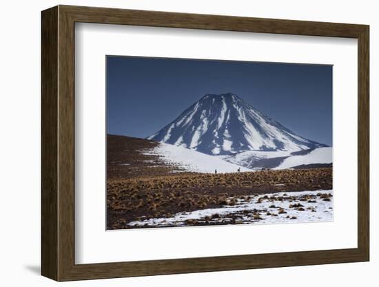 Vicuna, Small Camelid Animal, at Miniques Volcano and Lagoon in San Pedro De Atacama Desert-Kimberly Walker-Framed Photographic Print