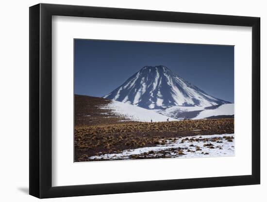 Vicuna, Small Camelid Animal, at Miniques Volcano and Lagoon in San Pedro De Atacama Desert-Kimberly Walker-Framed Photographic Print