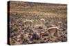 Vicuna (Vicugna Vicugna) Camelids Grazing on Desert Vegetation, Atamaca Desert, Chile-Kimberly Walker-Stretched Canvas