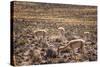 Vicuna (Vicugna Vicugna) Camelids Grazing on Desert Vegetation, Atamaca Desert, Chile-Kimberly Walker-Stretched Canvas