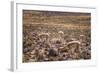 Vicuna (Vicugna Vicugna) Camelids Grazing on Desert Vegetation, Atamaca Desert, Chile-Kimberly Walker-Framed Photographic Print