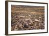 Vicuna (Vicugna Vicugna) Camelids Grazing on Desert Vegetation, Atamaca Desert, Chile-Kimberly Walker-Framed Photographic Print