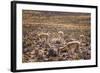 Vicuna (Vicugna Vicugna) Camelids Grazing on Desert Vegetation, Atamaca Desert, Chile-Kimberly Walker-Framed Photographic Print