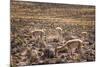 Vicuna (Vicugna Vicugna) Camelids Grazing on Desert Vegetation, Atamaca Desert, Chile-Kimberly Walker-Mounted Photographic Print