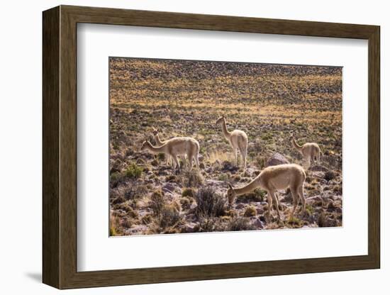 Vicuna (Vicugna Vicugna) Camelids Grazing on Desert Vegetation, Atamaca Desert, Chile-Kimberly Walker-Framed Photographic Print