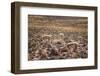 Vicuna (Vicugna Vicugna) Camelids Grazing on Desert Vegetation, Atamaca Desert, Chile-Kimberly Walker-Framed Photographic Print